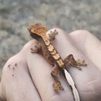Gecko à crête morphée harlequin #3