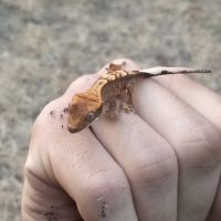 Gecko à crête morphée harlequin #4