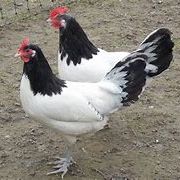 Poule et coq vorwerk et lakenfelder