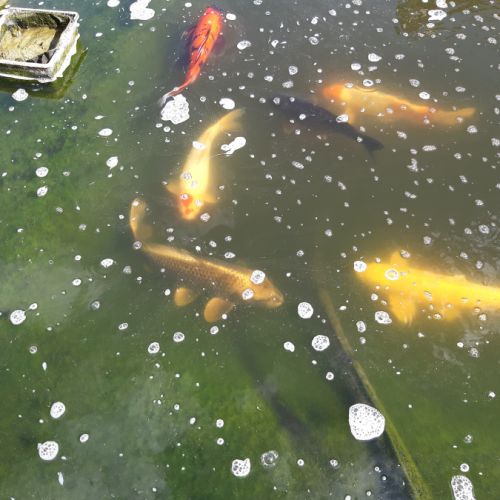 A vendre plusieurs carpes koi