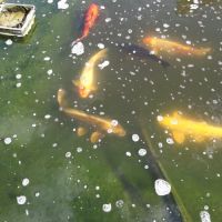 A vendre plusieurs carpes koi