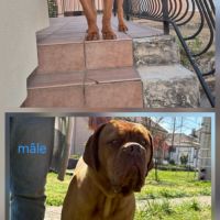 Jeune dogue de bordeaux mâle