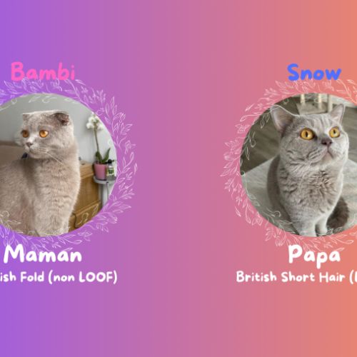 Magnifiques chatons scottish fold & straight #1
