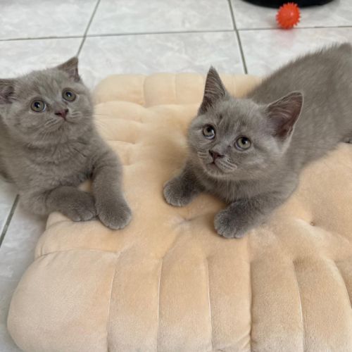 Magnifiques chatons scottish fold & straight #4
