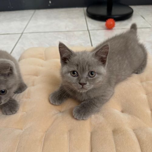 Magnifiques chatons scottish fold & straight