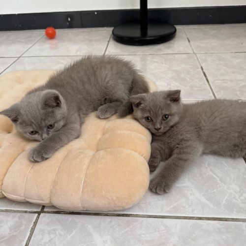 Magnifiques chatons scottish fold & straight #6
