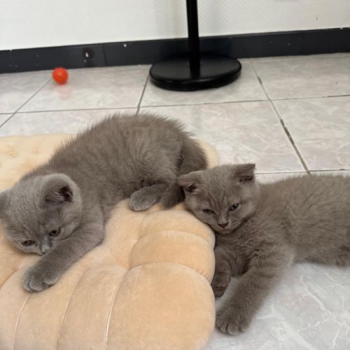 Magnifiques chatons scottish fold & straight #7