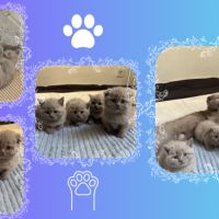 Magnifiques chatons scottish fold & straight #2