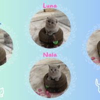 Magnifiques chatons scottish fold & straight #3