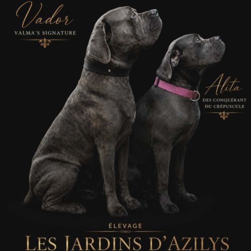 Chiot cane corso #1