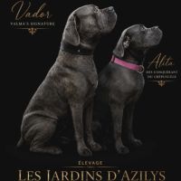 Chiot cane corso #1