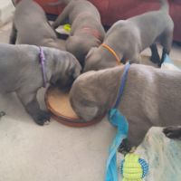 Chiot cane corso #2