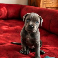 Chiot cane corso