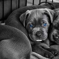 Chiot cane corso #4