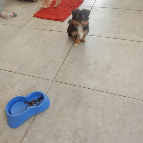 À vendre – femelle yorkshire typée