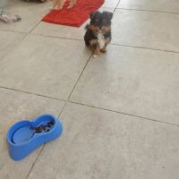 À vendre – femelle yorkshire typée