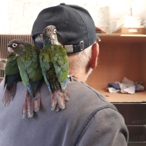 Conures perlata élevés à la main. #2
