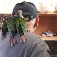 Conures perlata élevés à la main. #2