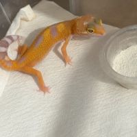 Gecko leopard #1