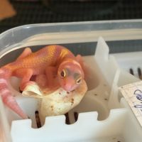 Gecko leopard