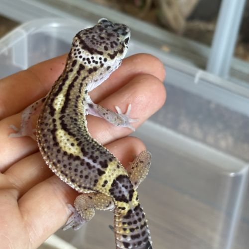 Gecko léopard #1