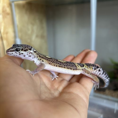 Gecko léopard #3