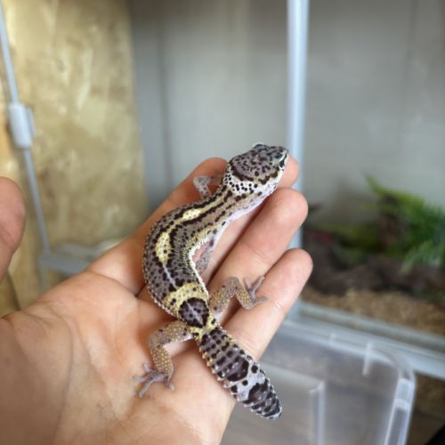 Gecko léopard #4