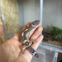 Gecko léopard #4