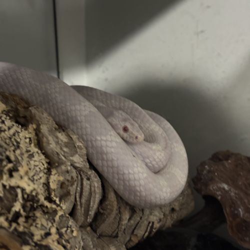 Serpent des blé #1