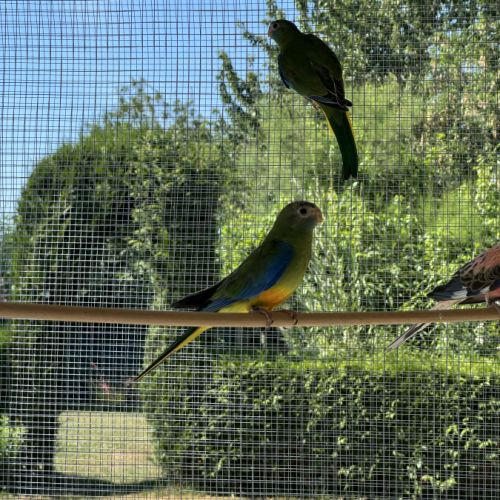Perruches de bourck #3