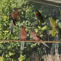 Perruches de bourck #1
