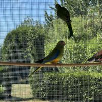 Perruches de bourck #3