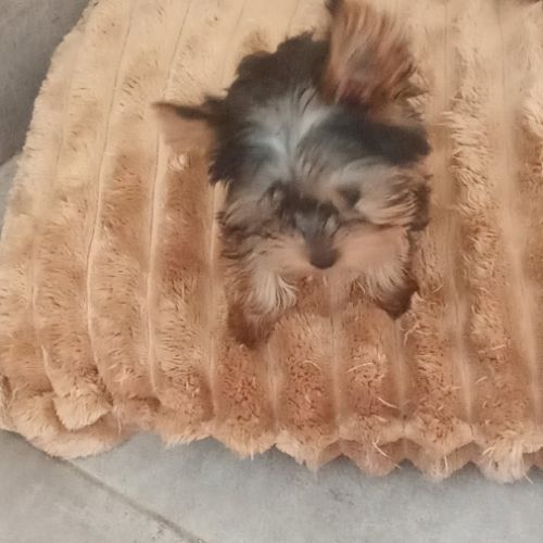 À vendre – 2 chiots mâles yorkshire #1