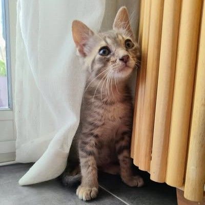 Tigrou, adorable chaton à l'adoption