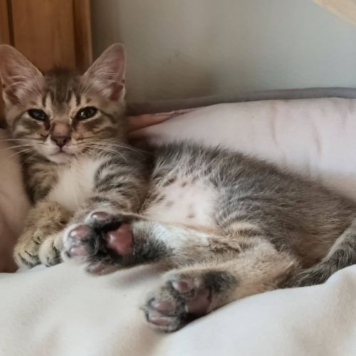 Tigrou, adorable chaton à l'adoption #2