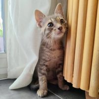 Tigrou, adorable chaton à l'adoption #0