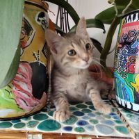Tigrou, adorable chaton à l'adoption #3