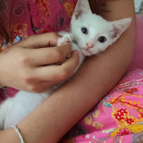 Bluey, adorable chaton à l'adoption #1