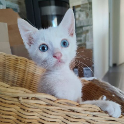 Bluey, adorable chaton à l'adoption
