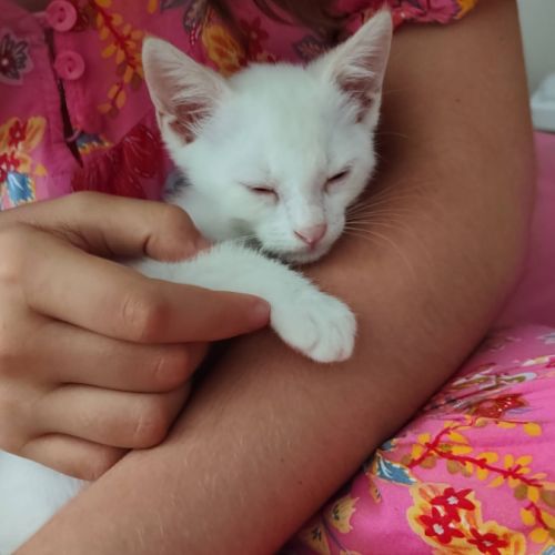 Bluey, adorable chaton à l'adoption #3