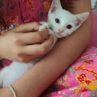 Bluey, adorable chaton à l'adoption #1