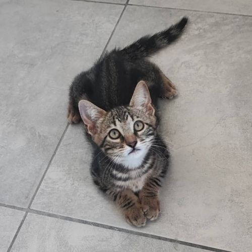 Oreo, adorable chaton à l'adoption #0