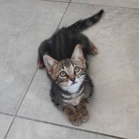 Oreo, adorable chaton à l'adoption