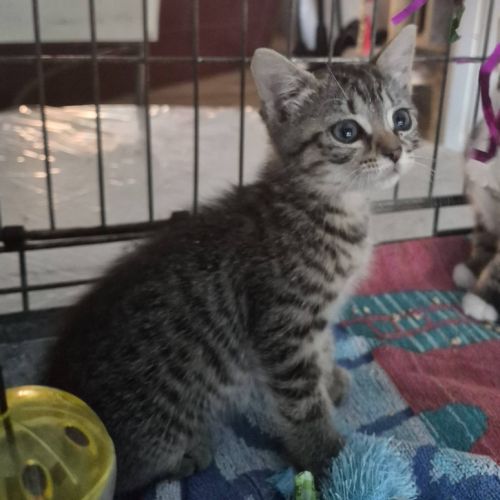 Birk et babouche, adorable duo à l'adoption #1