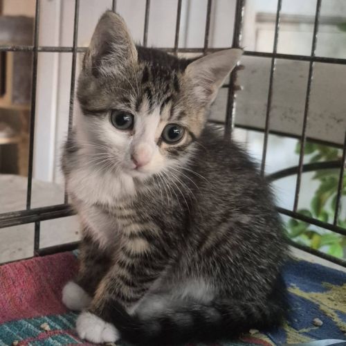 Birk et babouche, adorable duo à l'adoption #2