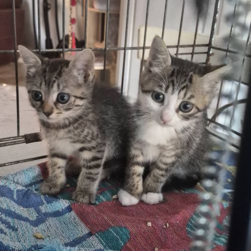 Birk et babouche, adorable duo à l'adoption