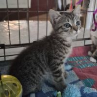 Birk et babouche, adorable duo à l'adoption #1
