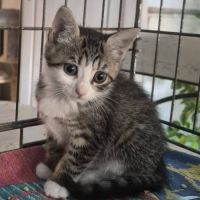 Birk et babouche, adorable duo à l'adoption #2