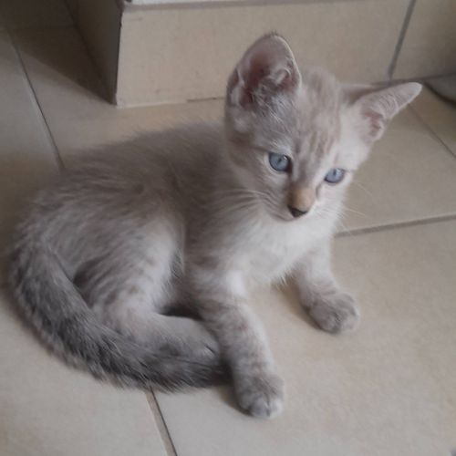 Aladin et loupio, duo à l'adoption #3