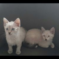 Aladin et loupio, duo à l'adoption